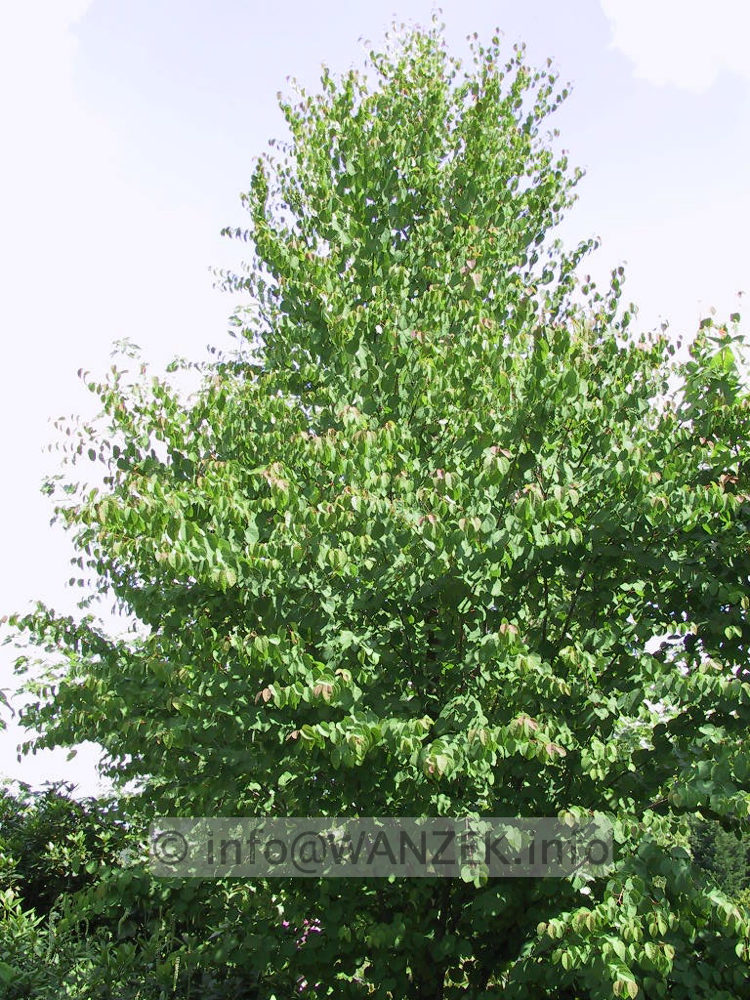 Cercidiphyllum japonicum - Sol.JPG